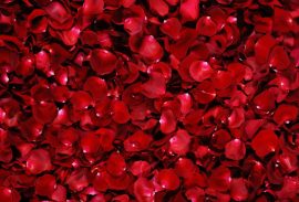 rosepetals-299892