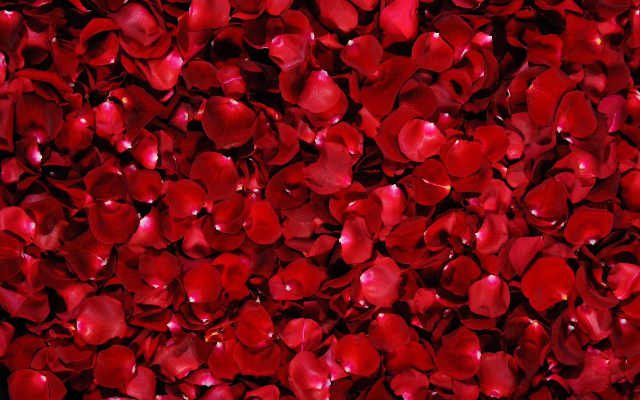 Rose petal for your Skin!